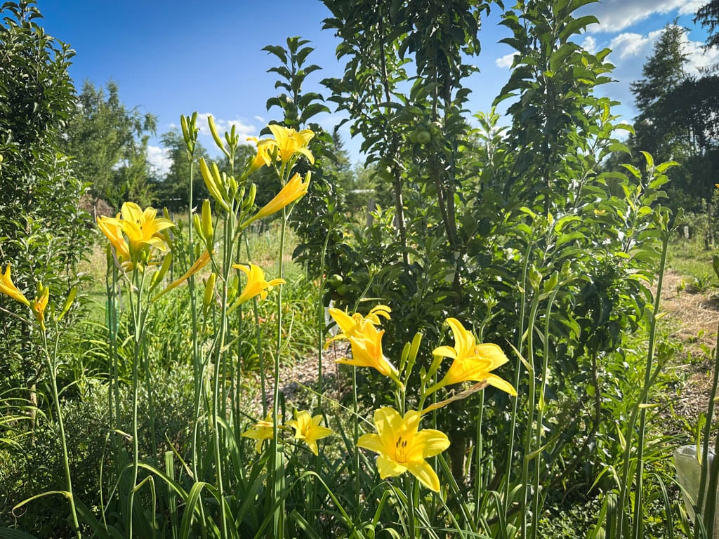 2026-waldgarten-sommer–10