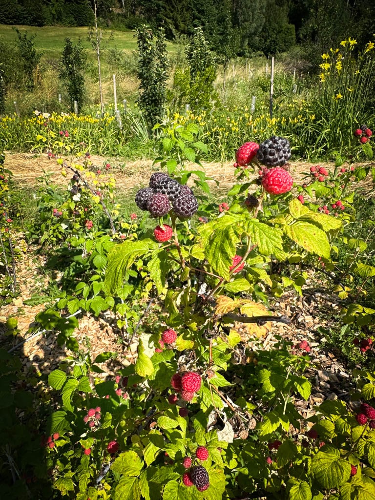 2026-waldgarten-sommer–14