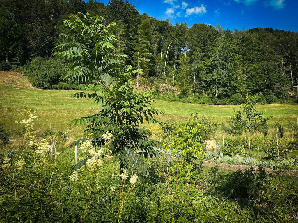 2026-waldgarten-sommer–15