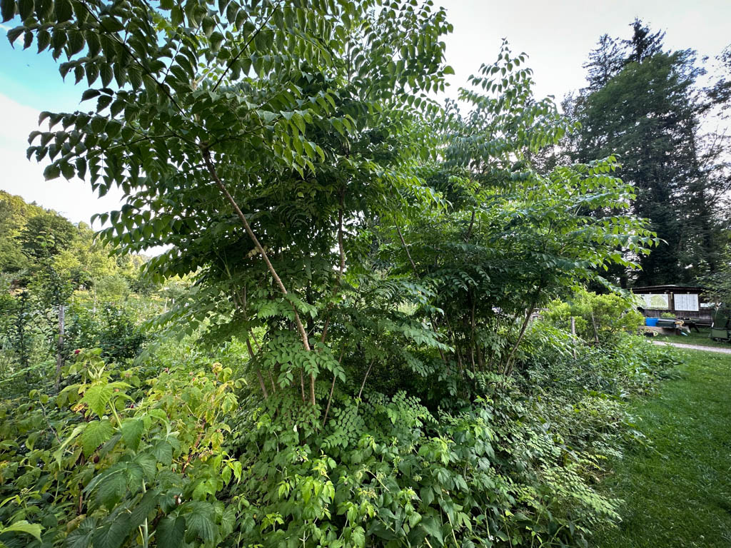 2026-waldgarten-sommer–17