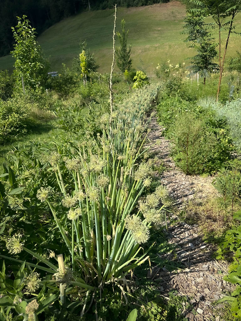2026-waldgarten-sommer–18