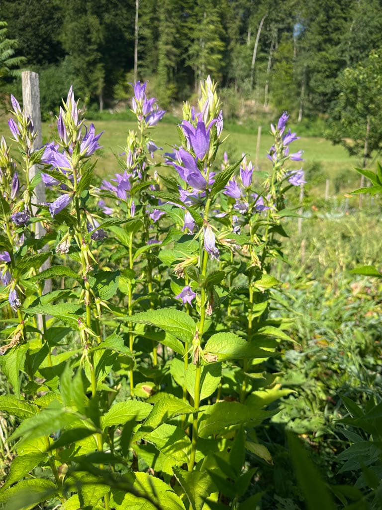 2026-waldgarten-sommer–19