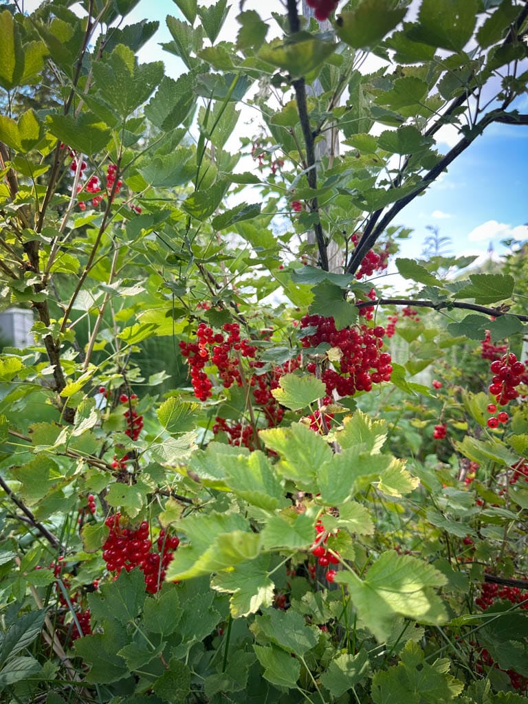 2026-waldgarten-sommer–2