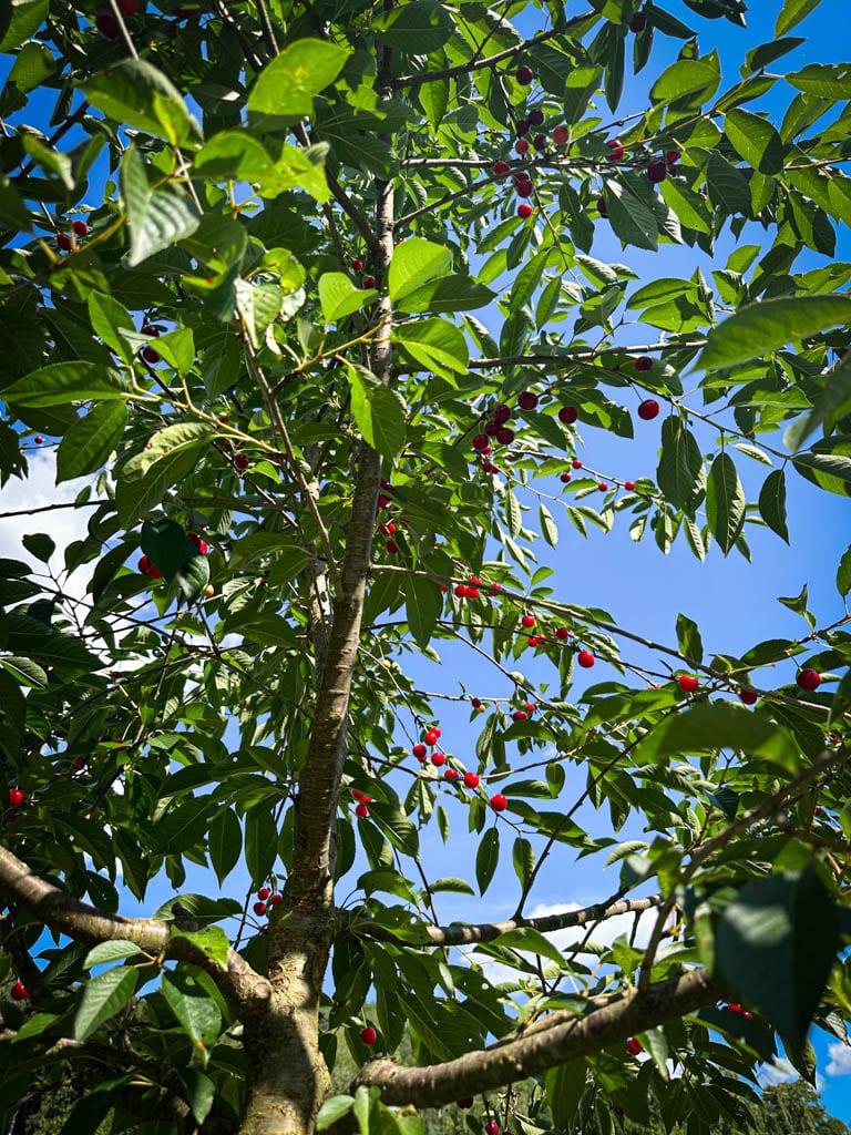 2026-waldgarten-sommer–21