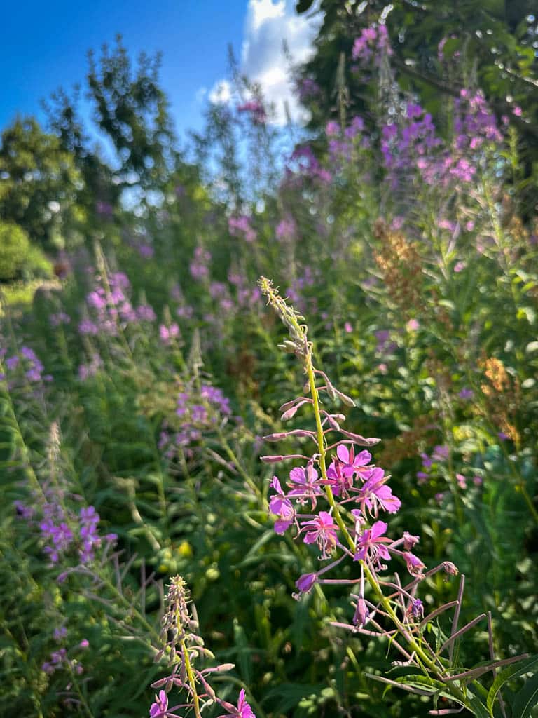 2026-waldgarten-sommer–22