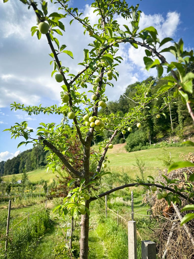 2026-waldgarten-sommer–4