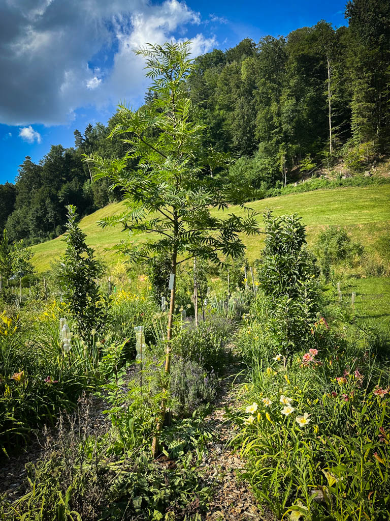 2026-waldgarten-sommer–7