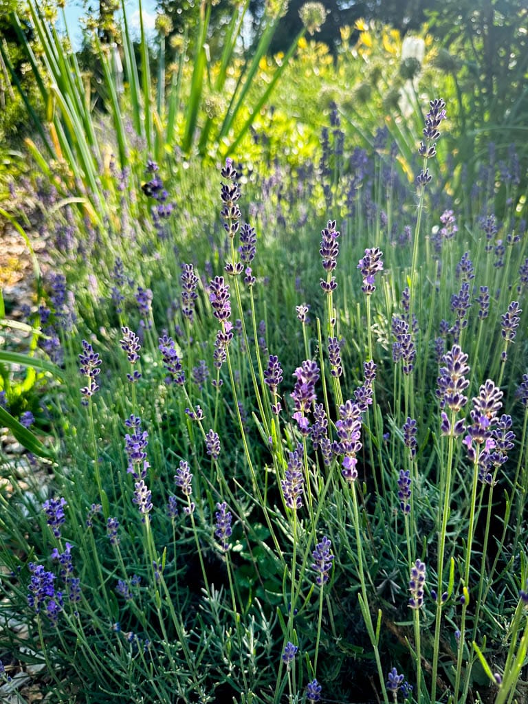2026-waldgarten-sommer–8