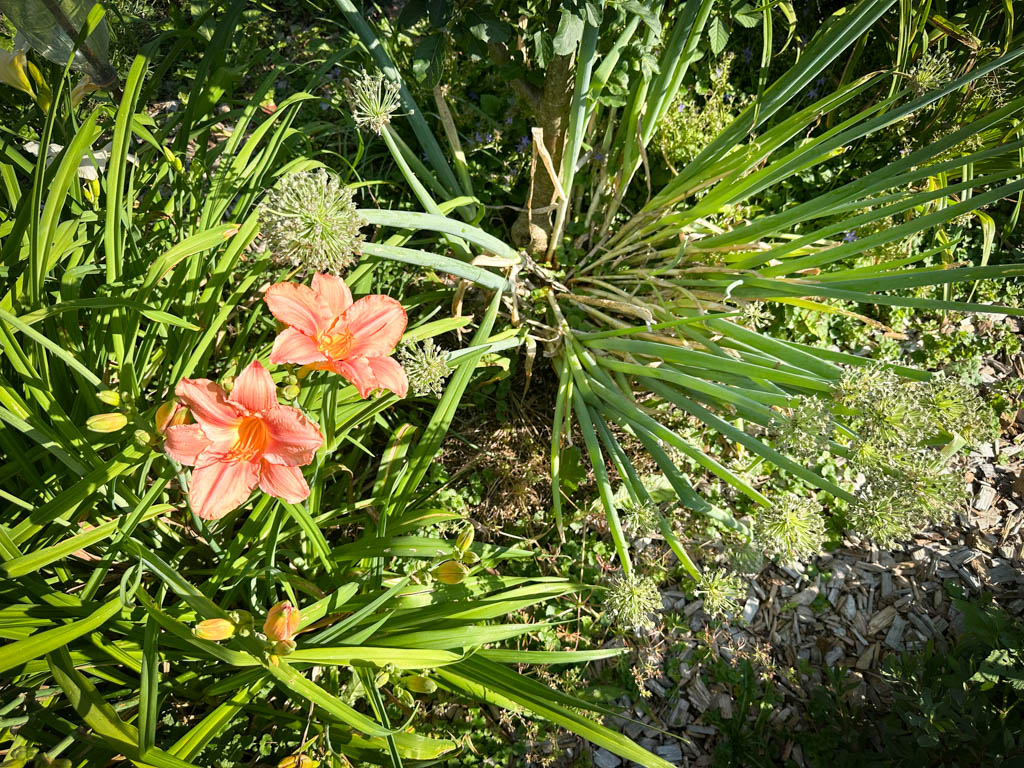 2026-waldgarten-sommer–9